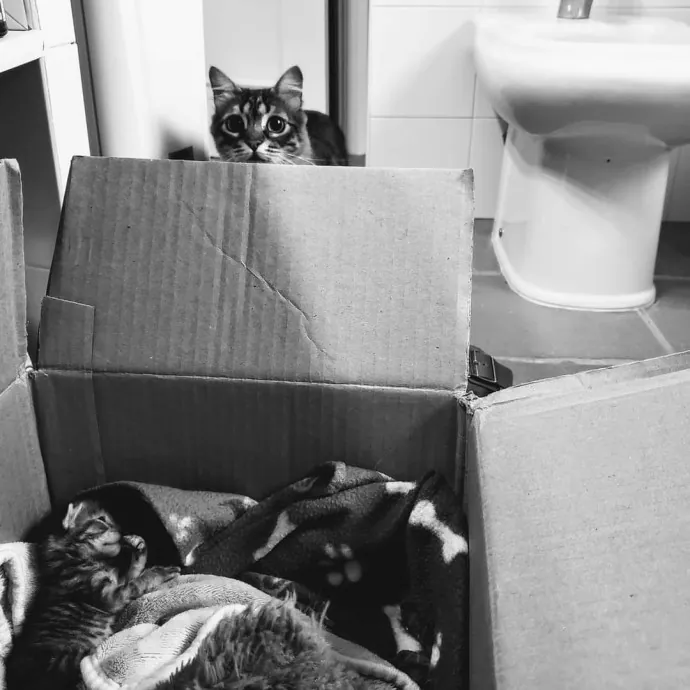 Nine Lives Concierge