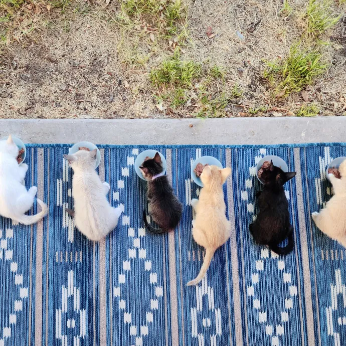 Nine Lives Concierge