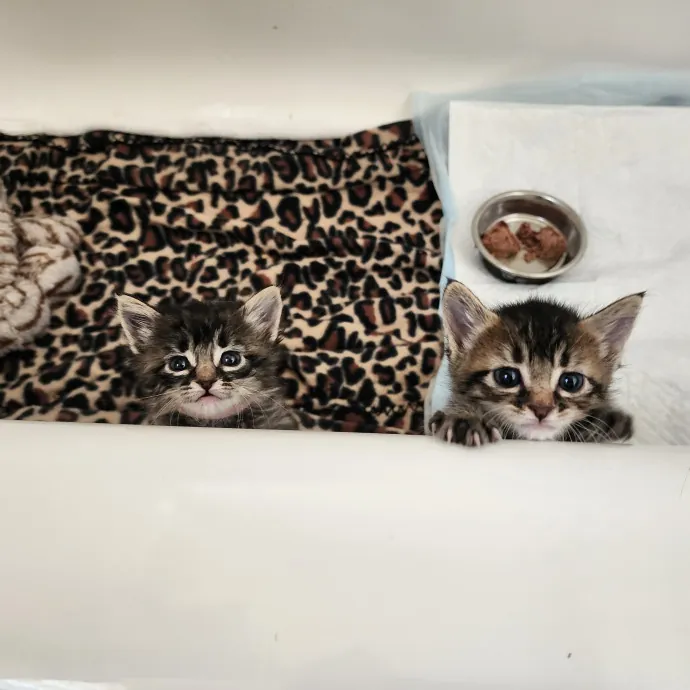 Nine Lives Concierge