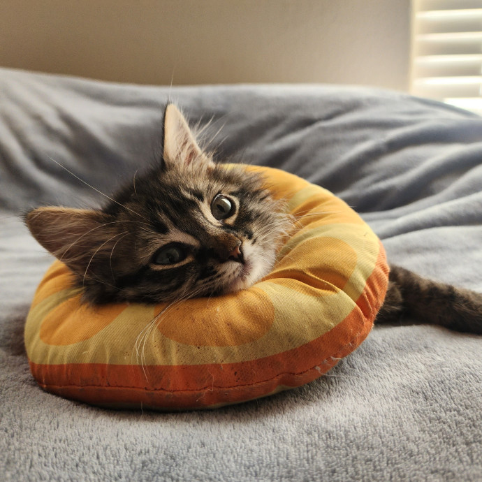 Nine Lives Concierge