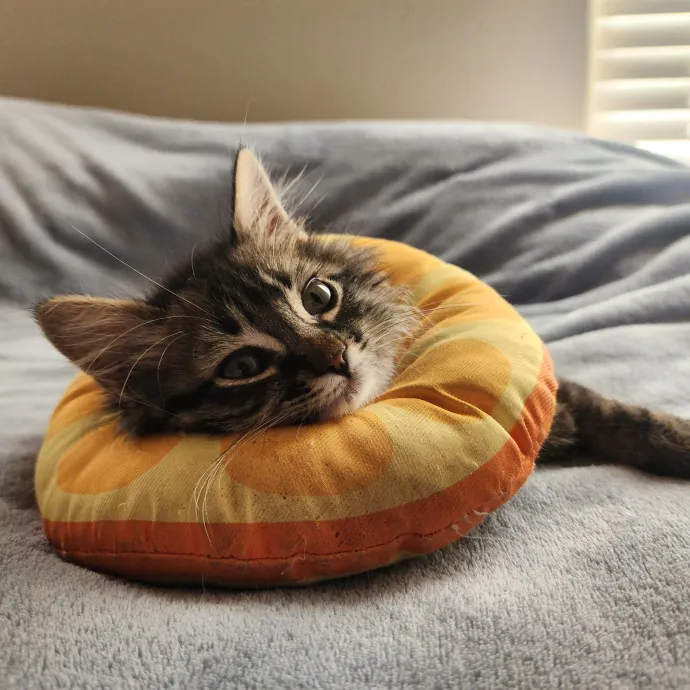 Nine Lives Concierge