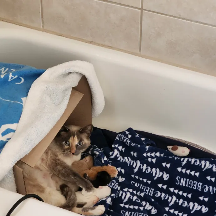 Nine Lives Concierge