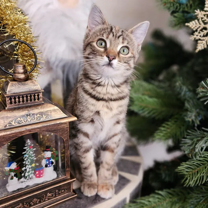 Nine Lives Concierge