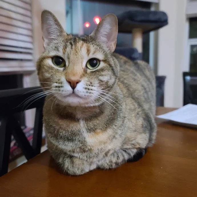 Nine Lives Concierge