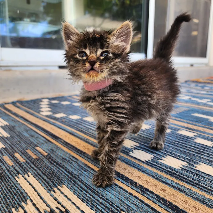 Nine Lives Concierge