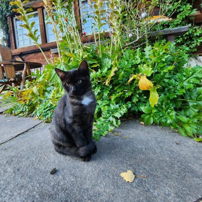 Nine Lives Concierge