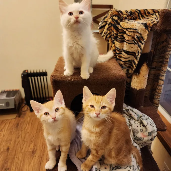 Nine Lives Concierge