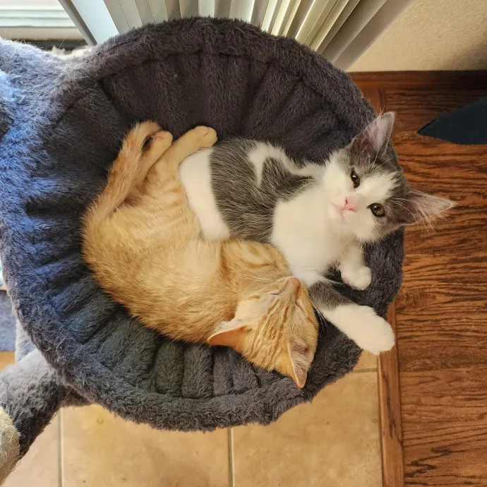 Nine Lives Concierge