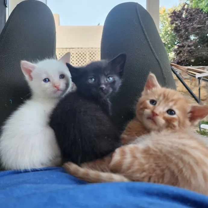 Nine Lives Concierge