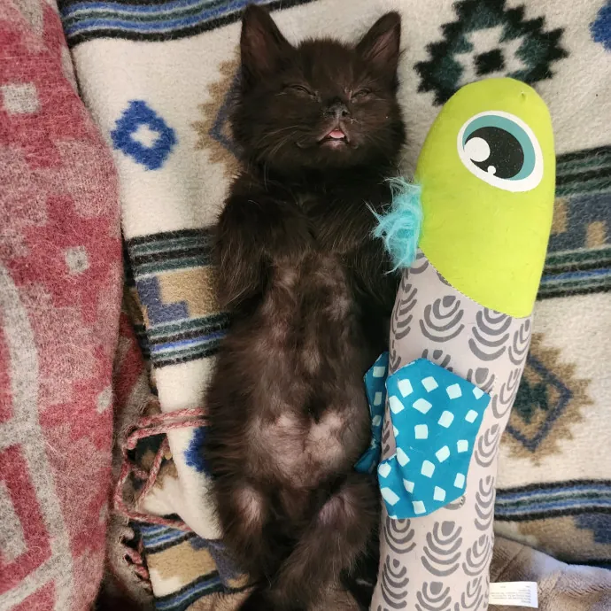 Nine Lives Concierge