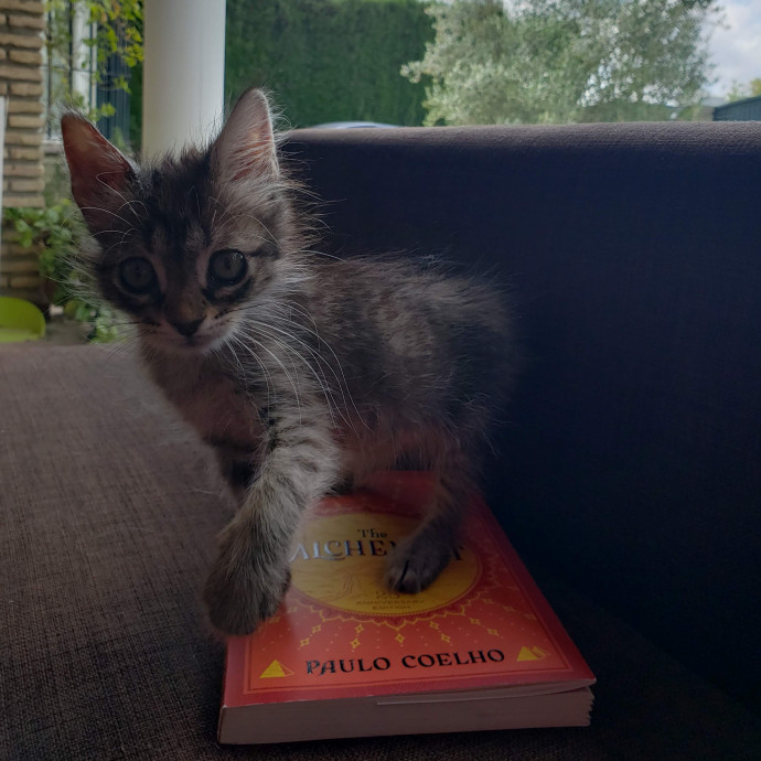 Nine Lives Concierge
