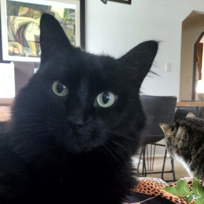 Cat Lady Di Nw Houston Spring Tx