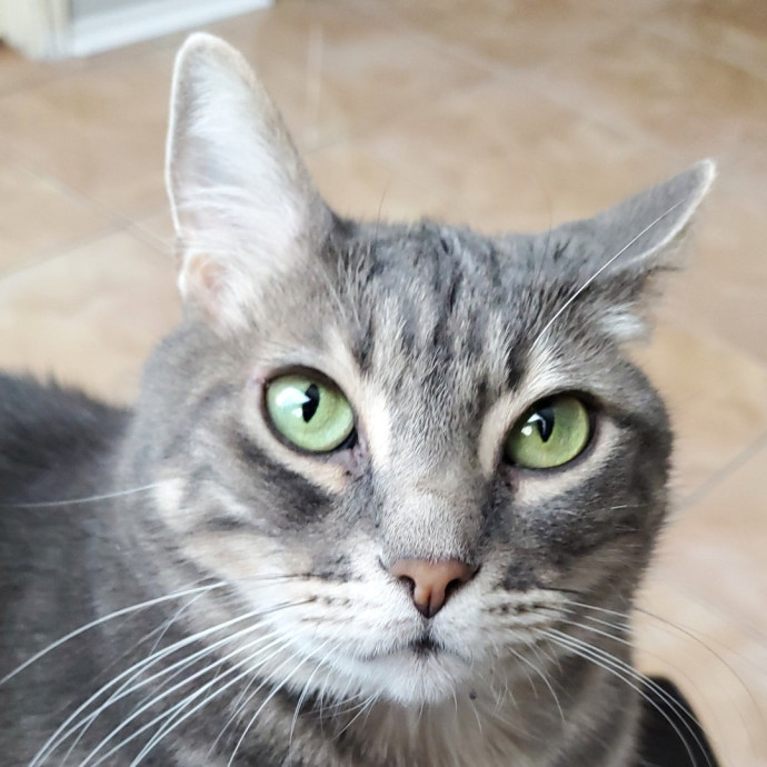 Cat Lady Di Nw Houston Spring Tx