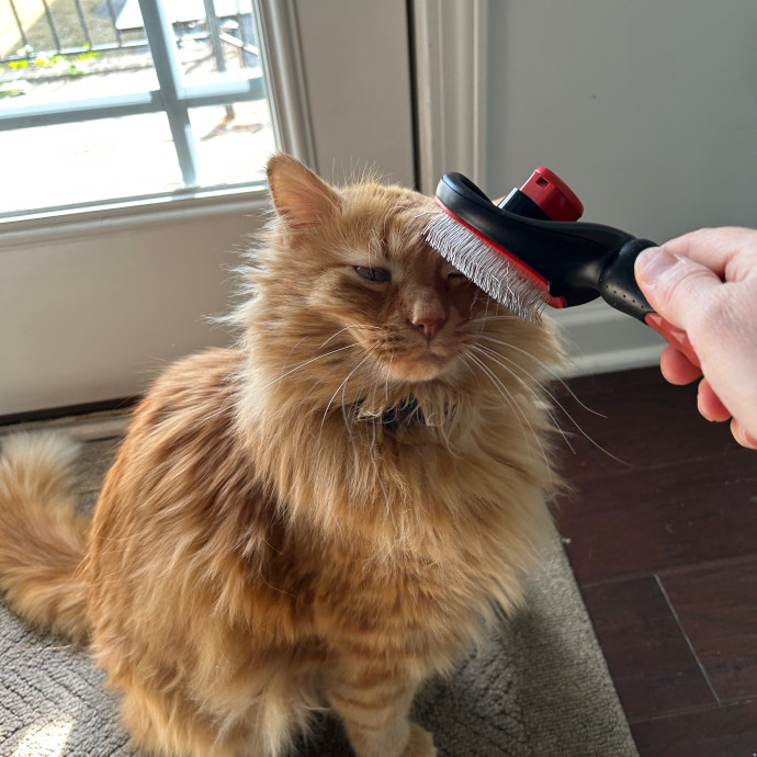 Katie's Crazy Kitty Care Staycation