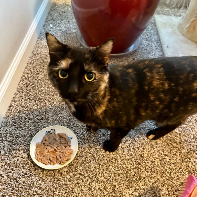 Katie's Crazy Kitty Care Staycation