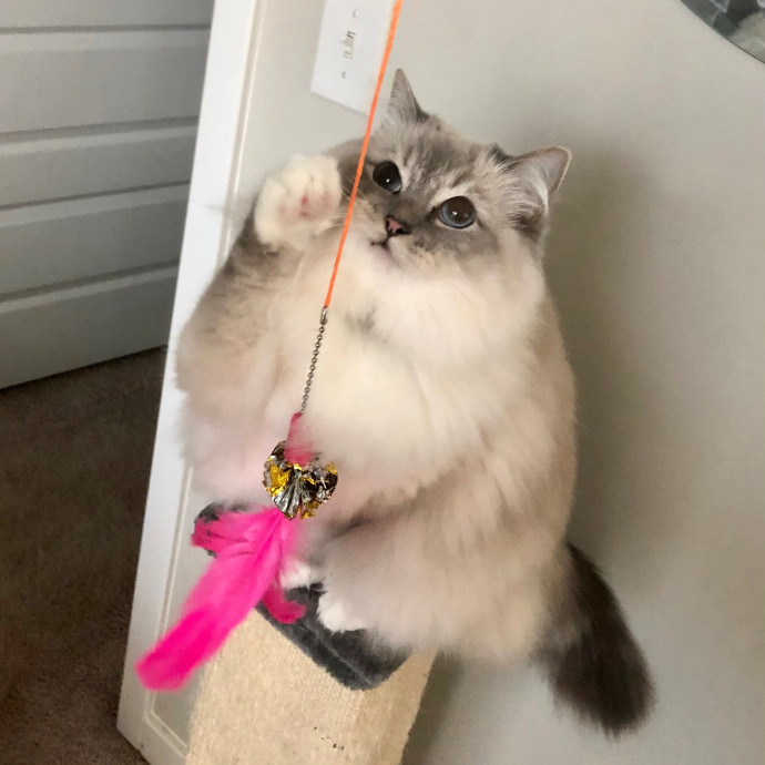 Katie's Crazy Kitty Care Staycation