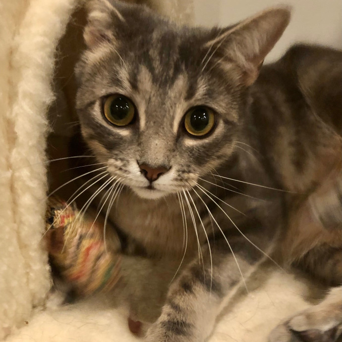 Katie's Crazy Kitty Care Staycation