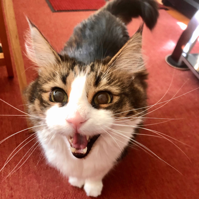 Katie's Crazy Kitty Care Staycation