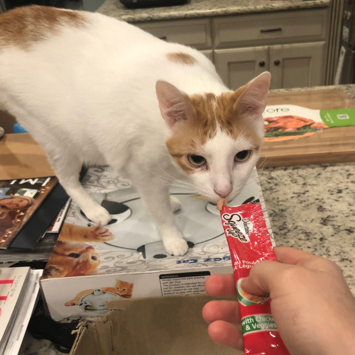 Katie's Crazy Kitty Care Staycation