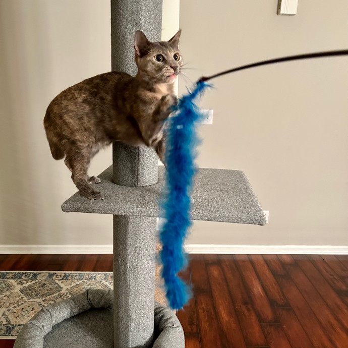 Katie's Crazy Kitty Care Staycation