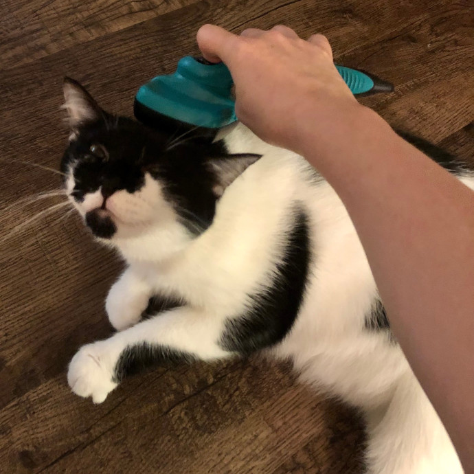 Katie's Crazy Kitty Care Staycation