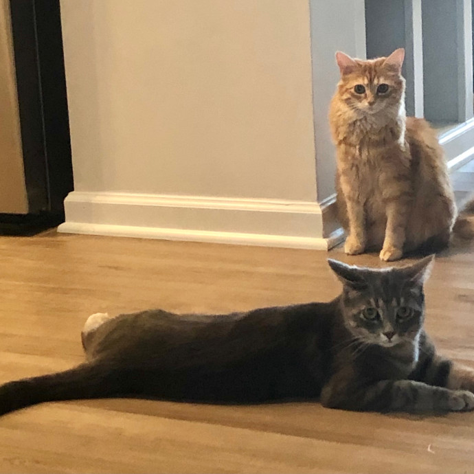Katie's Crazy Kitty Care Staycation