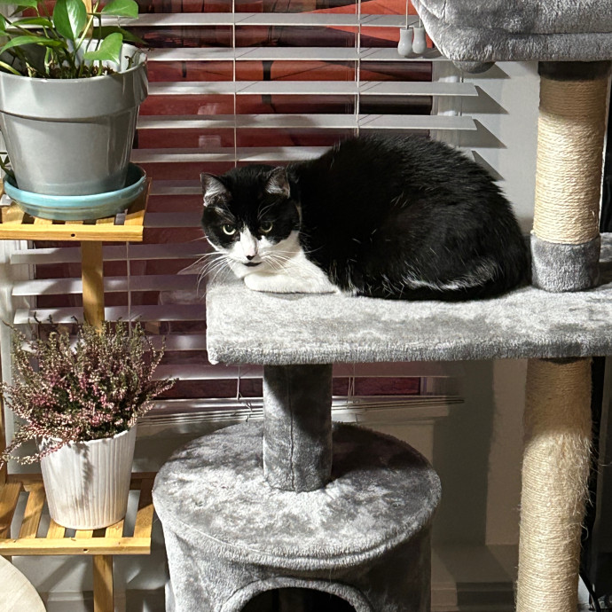 Katie's Crazy Kitty Care Staycation