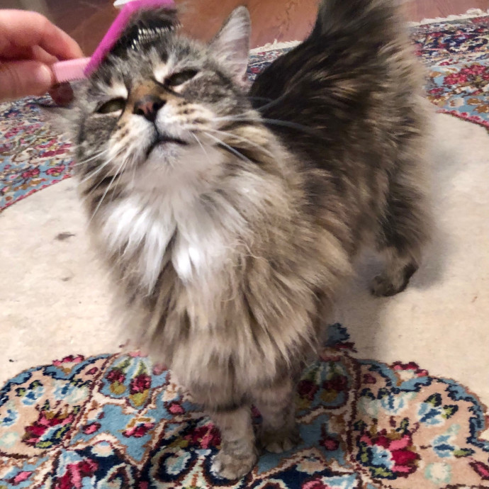 Katie's Crazy Kitty Care Staycation