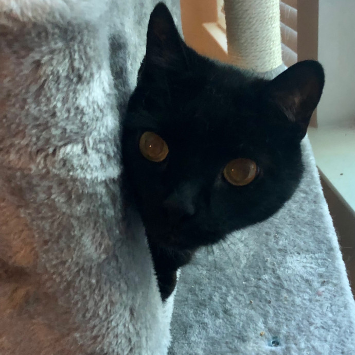 Katie's Crazy Kitty Care Staycation