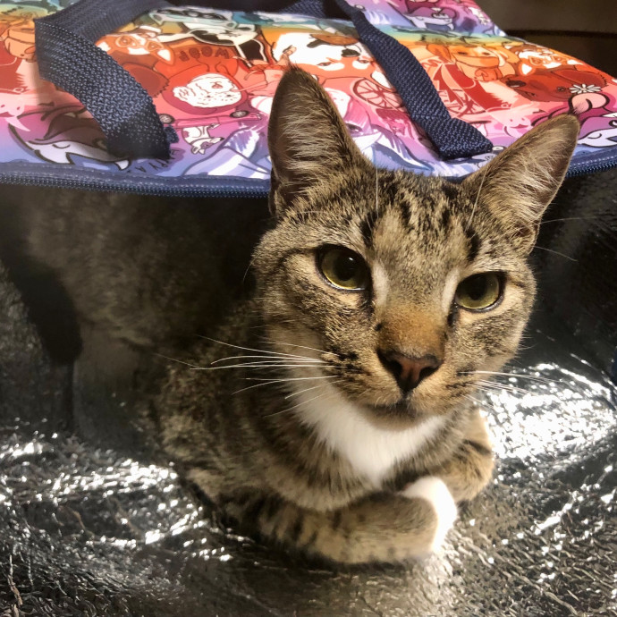 Katie's Crazy Kitty Care Staycation