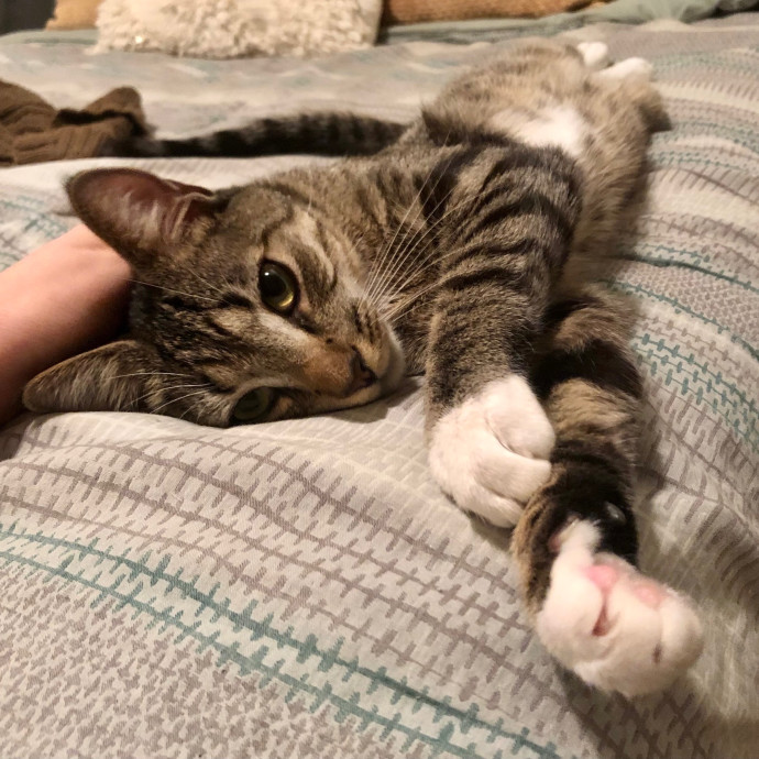 Katie's Crazy Kitty Care Staycation