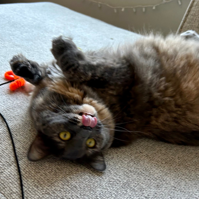 Katie's Crazy Kitty Care Staycation