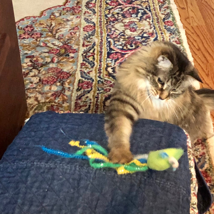 Katie's Crazy Kitty Care Staycation