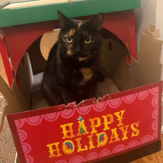 Katie's Crazy Kitty Care Staycation