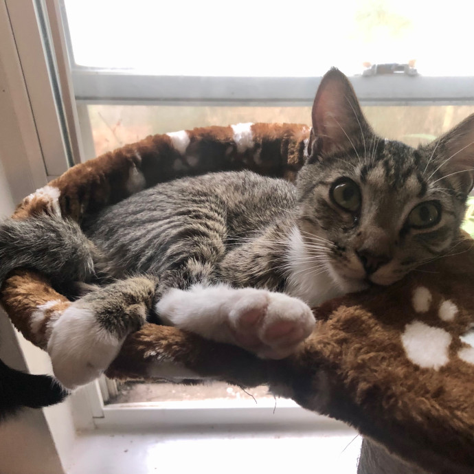 Katie's Crazy Kitty Care Staycation