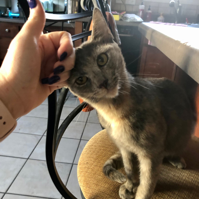 Katie's Crazy Kitty Care Staycation