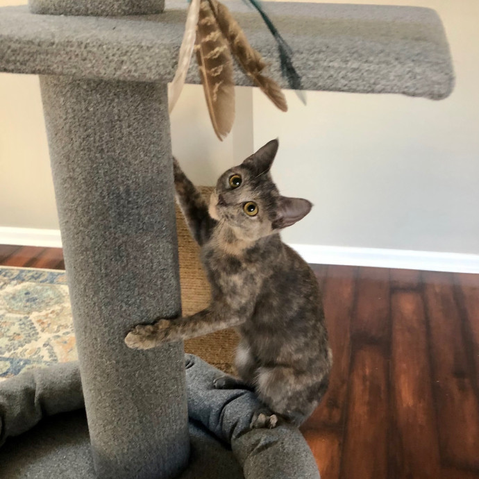 Katie's Crazy Kitty Care Staycation