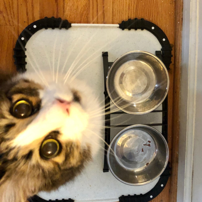 Katie's Crazy Kitty Care Staycation