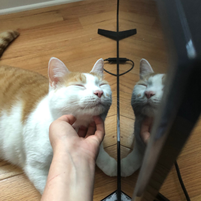 Katie's Crazy Kitty Care Staycation