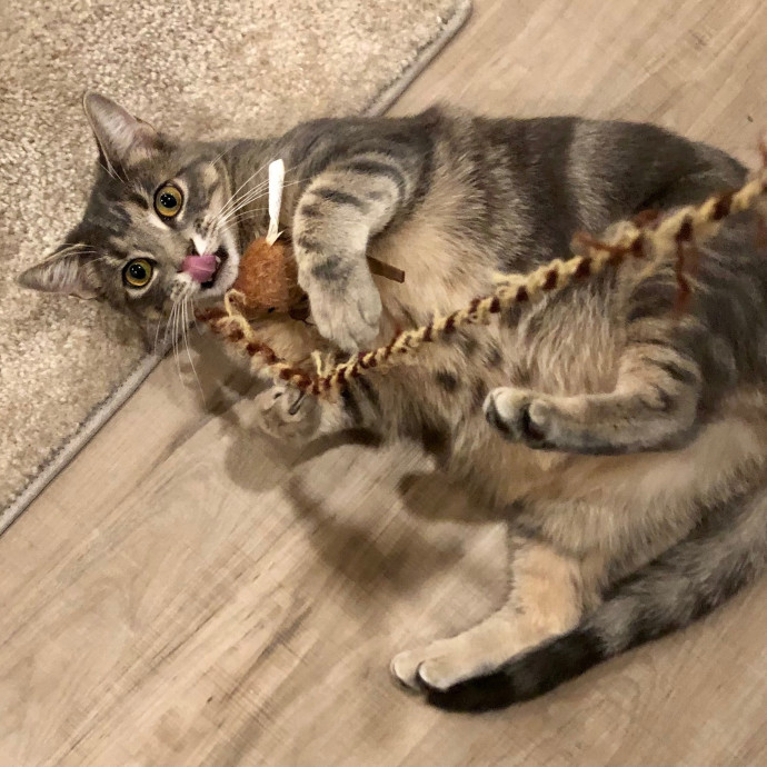 Katie's Crazy Kitty Care Staycation