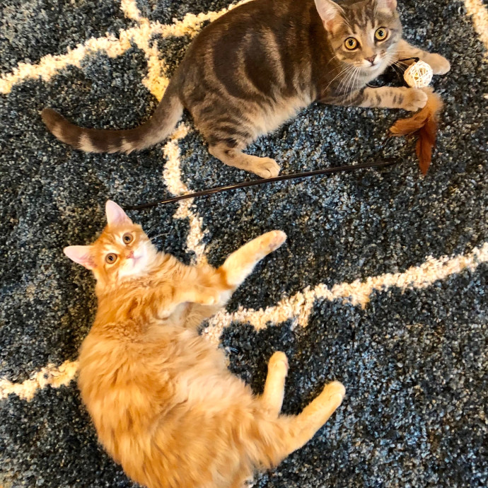 Katie's Crazy Kitty Care Staycation