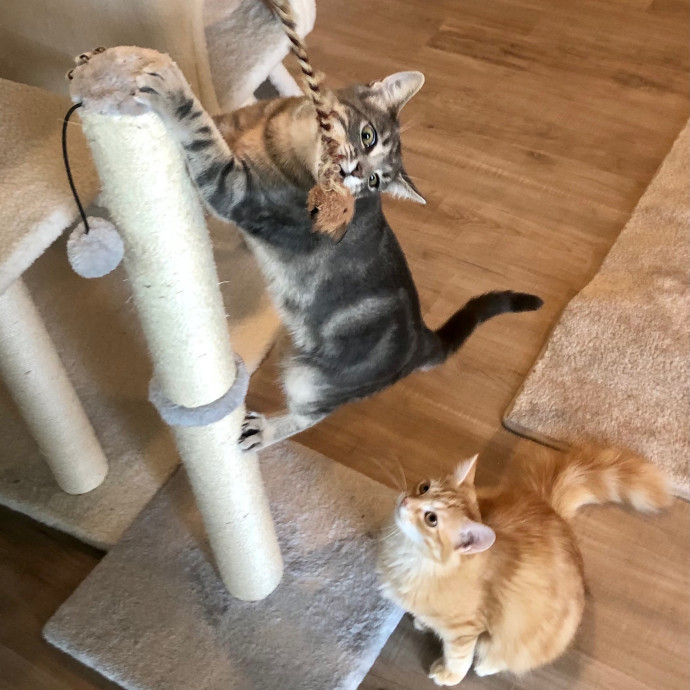 Katie's Crazy Kitty Care Staycation