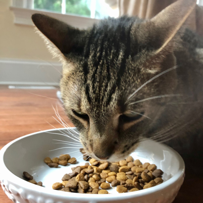 Katie's Crazy Kitty Care Staycation