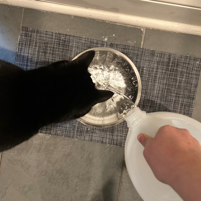Katie's Crazy Kitty Care Staycation