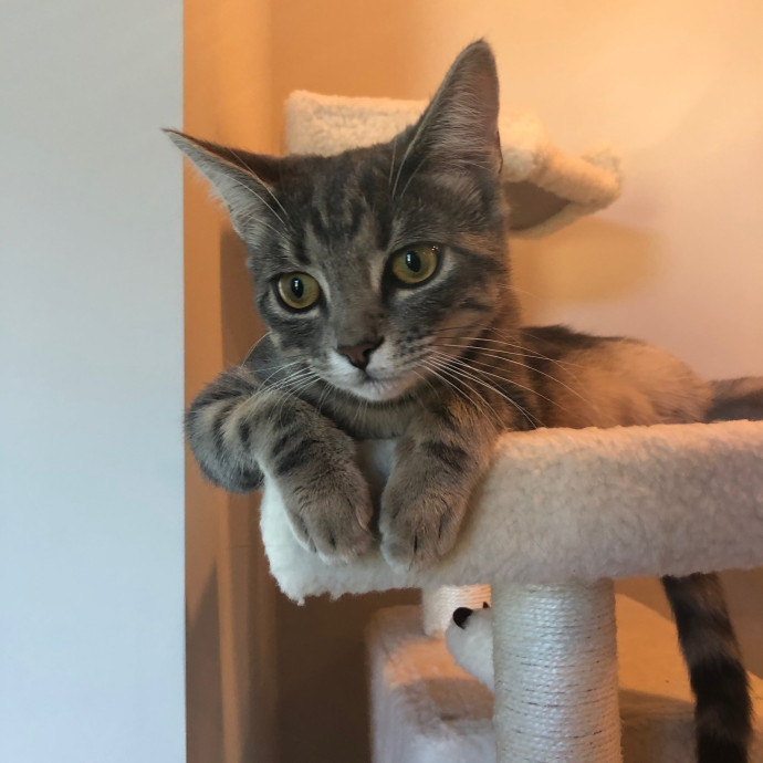 Katie's Crazy Kitty Care Staycation
