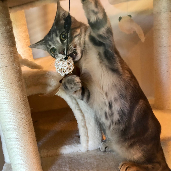 Katie's Crazy Kitty Care Staycation