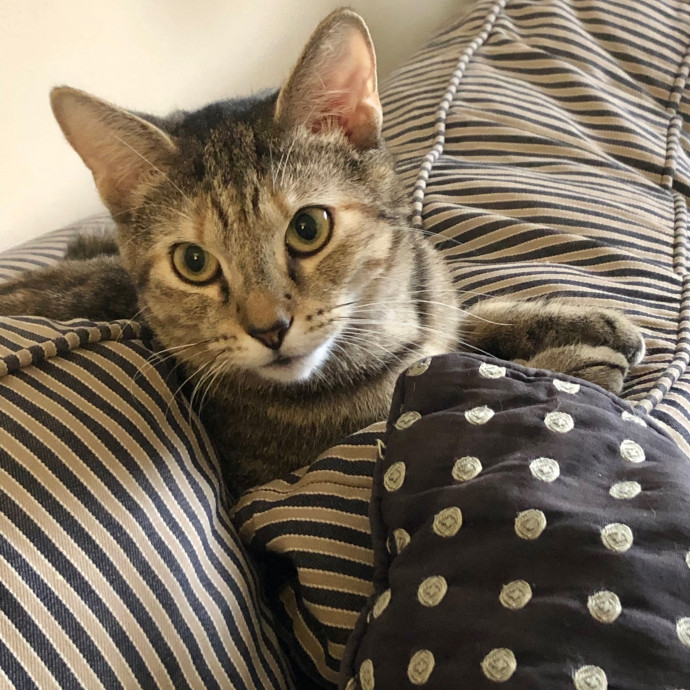 Katie's Crazy Kitty Care Staycation