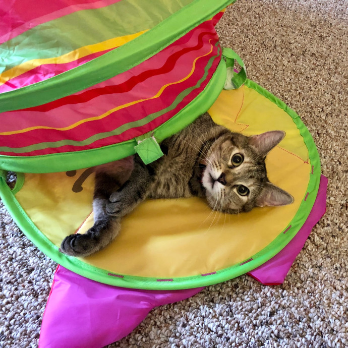 Katie's Crazy Kitty Care Staycation