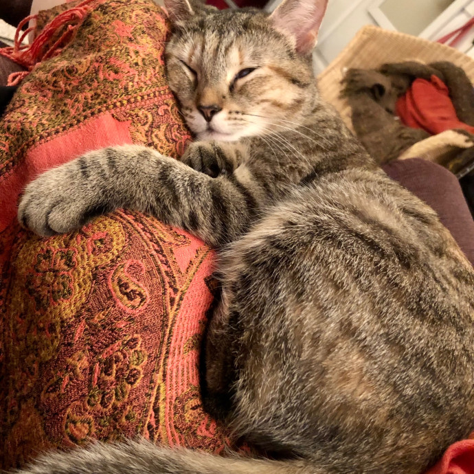 Katie's Crazy Kitty Care Staycation