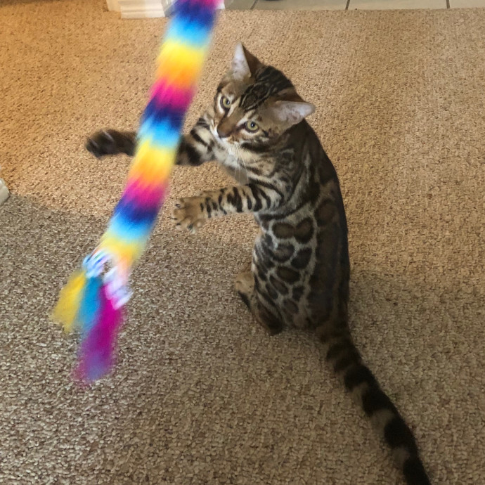 Katie's Crazy Kitty Care Staycation